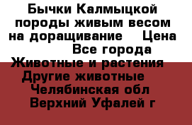 Бычки Калмыцкой породы живым весом на доращивание. › Цена ­ 135 - Все города Животные и растения » Другие животные   . Челябинская обл.,Верхний Уфалей г.